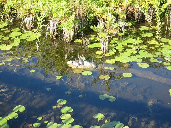 A pack of turtles on a log near Brighton State Park, MI.