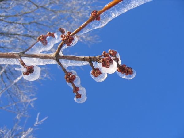KY ice storm.