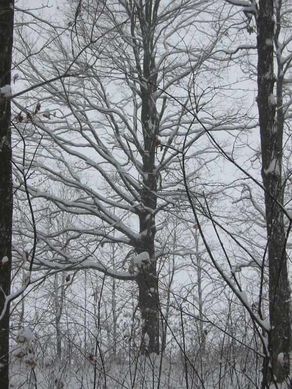 Trees at Celery Bog.