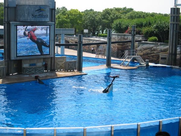 Shamu, the killer whale.