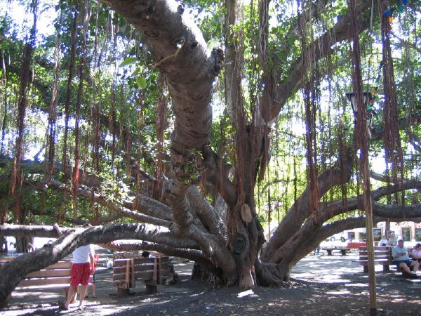 Cool tree.