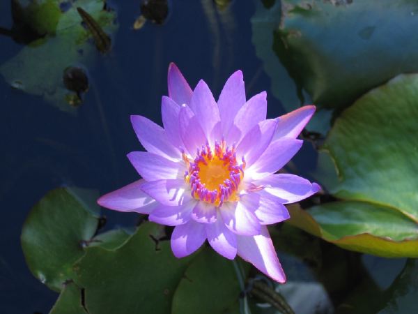 Last flower.