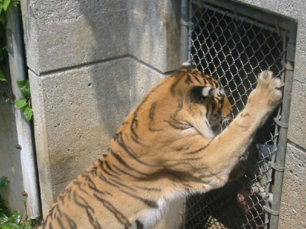A St. Louis tiger.