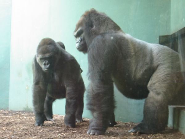 Gorillas in St. Louis.
