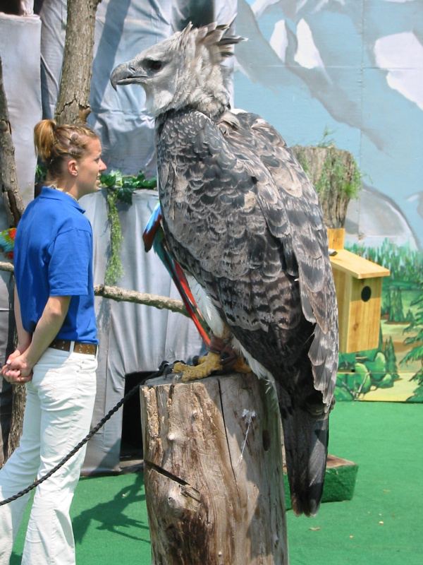 And a large eagle (?).
