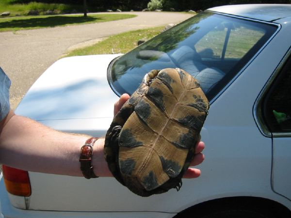 A turtle I caught hiking.