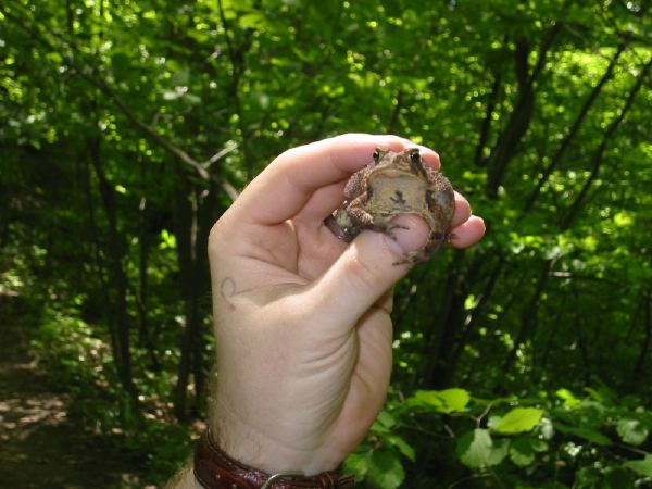 And a toad.