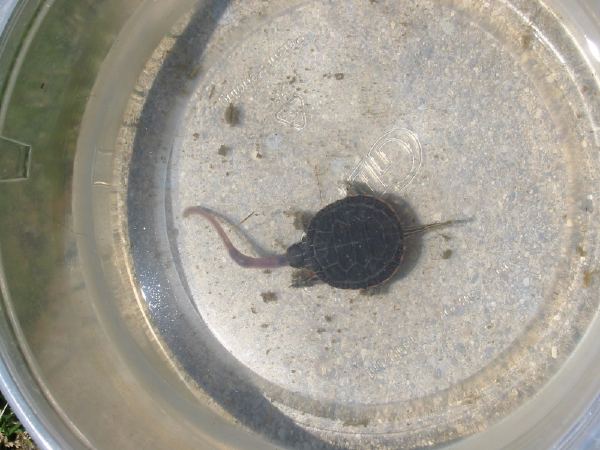 A turtle I had as a pet eating a worm. His name was "Superfly".