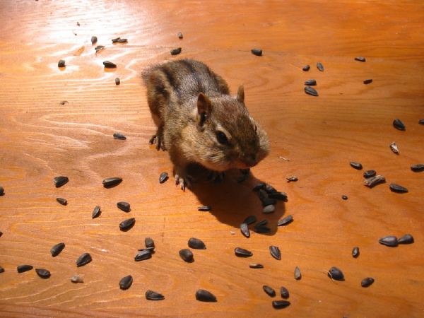 A chipmunk near Mackinac City, MI.