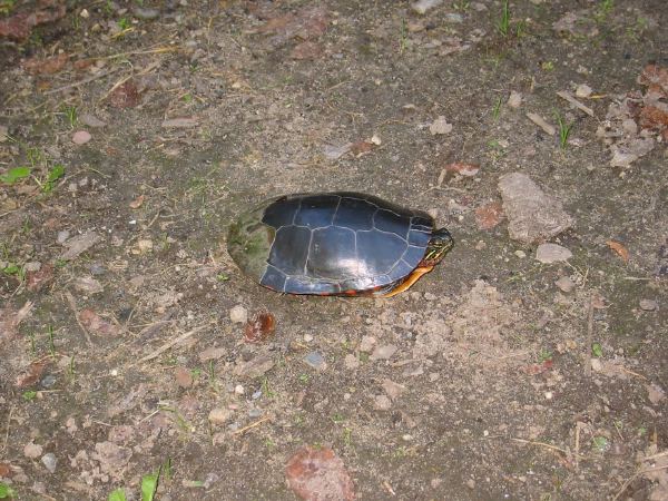 Turtle.