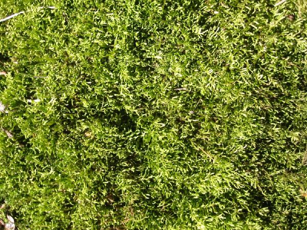 Moss.