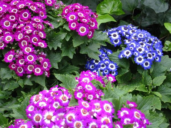 Nice colors.