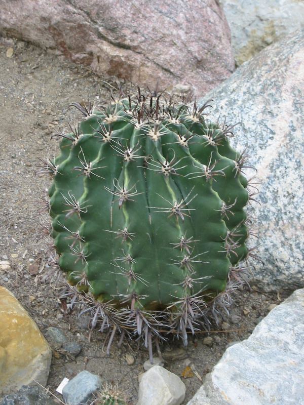 Cacti, Ft Wayne?
