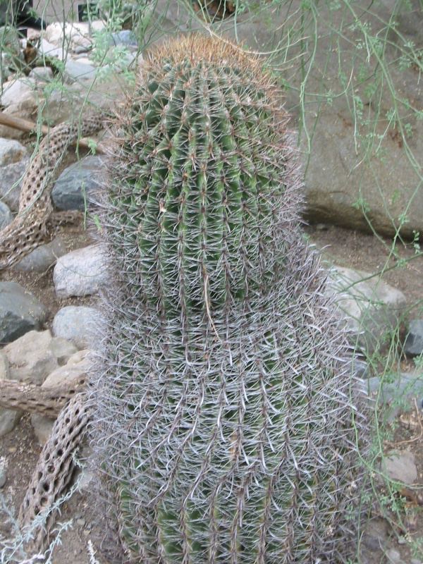 Cacti, Ft Wayne?
