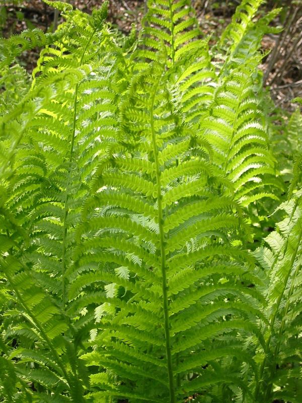 Unknown ferns.