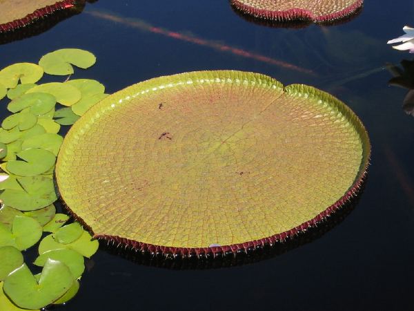 A large water lilly.